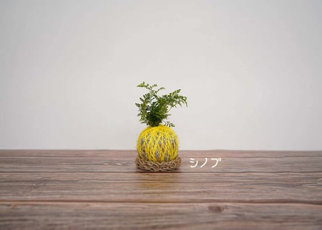 ぱらたま "GIFT"　 ＊受注生産＊
