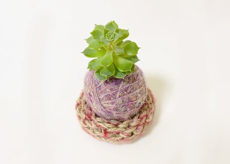 ぱらたま（多肉植物）　 ＊受注生産＊