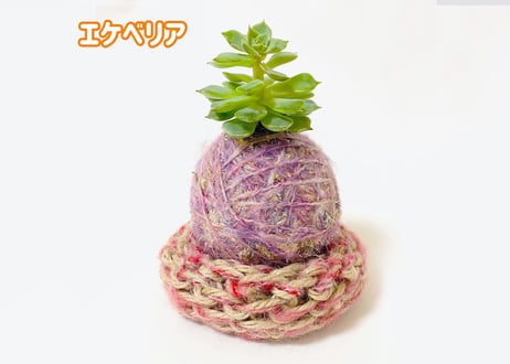ぱらたま（多肉植物）　 ＊受注生産＊
