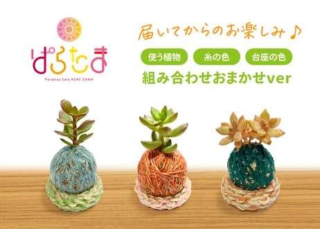ぱらたま（多肉植物）おまかせver.　＊受注生産＊
