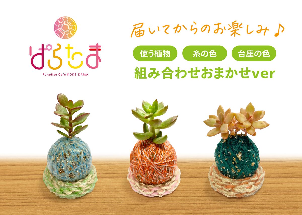 ぱらたま(多肉植物)おまかせver. *受注生産* | サデコMONOがたり ぱらたま(多肉植物)おまかせver. *受注生産* | サデコMONOがたり