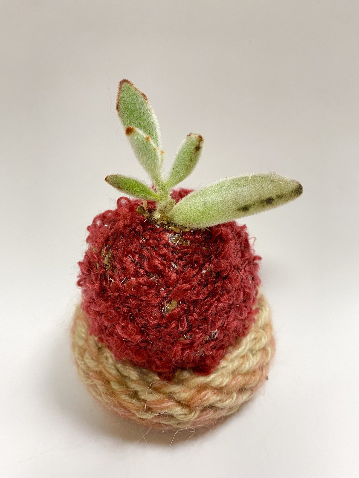 コタママ様　多肉植物棚　TD-OW90 ぱらたま（多肉植物）おまかせver. ＊受注生産＊ | サデコMONOがたり