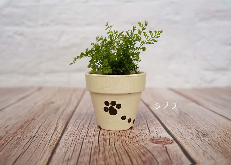 猫肉球の鉢植え ＊受注生産＊ | サデコMONOがたり