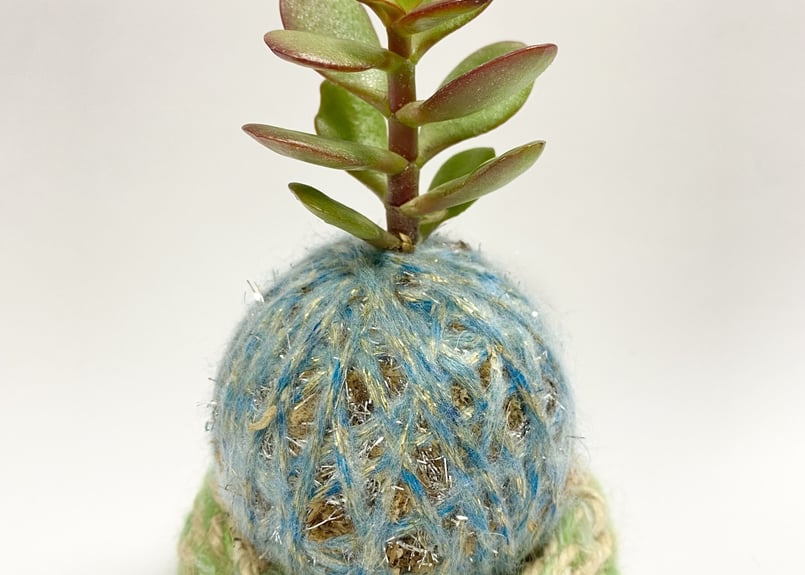 ぱらたま（多肉植物）おまかせver. ＊受注生産＊ | サデコMONOがたり