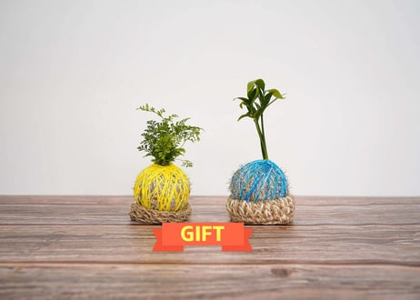 ぱらたま "GIFT"　 ＊受注生産＊