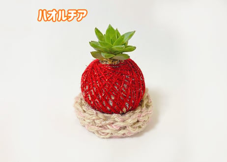 ぱらたま（多肉植物）　 ＊受注生産＊