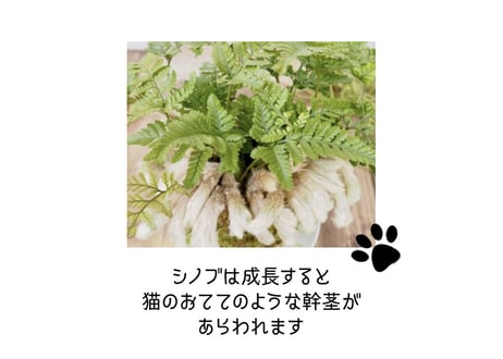 ぱらたま "GIFT"　 ＊受注生産＊