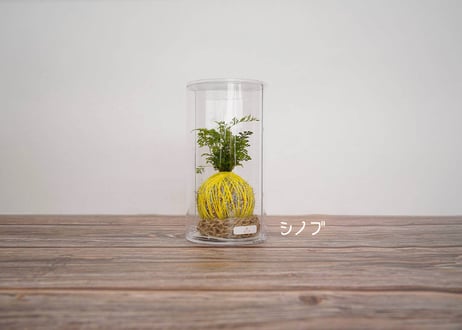 ぱらたま "GIFT"　 ＊受注生産＊