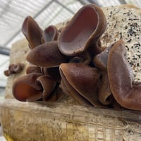 瑞雲きくらげ 300g