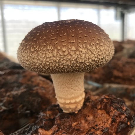 瑞雲しいたけ 2kg