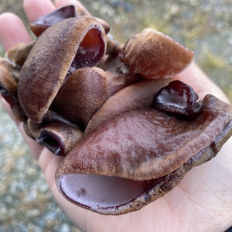 夏採りアスパラと生きくらげのセット