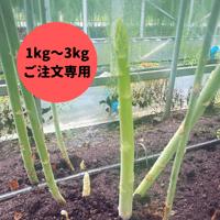 夏採りアスパラガス(混合サイズ) 1kg 3300円（税込）