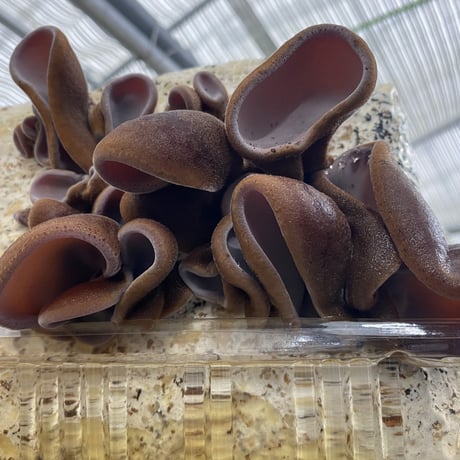 夏採りアスパラと生きくらげのセット