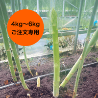 夏採りアスパラガス(混合サイズ) 1kg 3300円（税込）