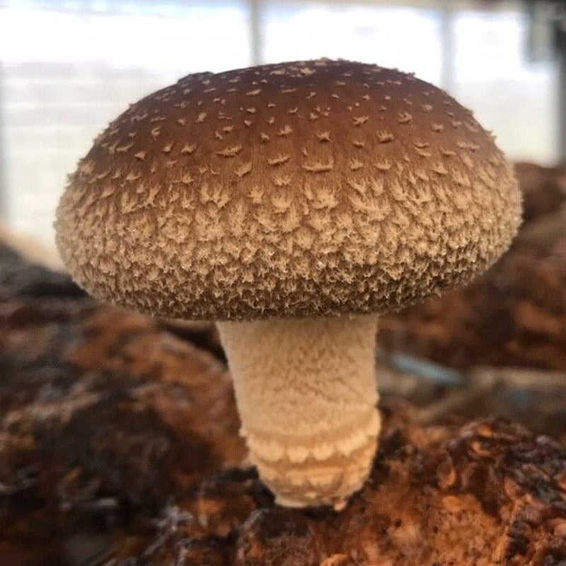 瑞雲しいたけ 1kg | 瑞雲ファーム