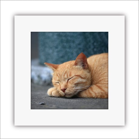 023-お昼寝ねこ- 災害用トイレ5回分入 -
