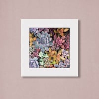 019-succulents- 災害用トイレ5回分入 -