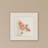 012-flower - 災害用トイレ5回分入 -