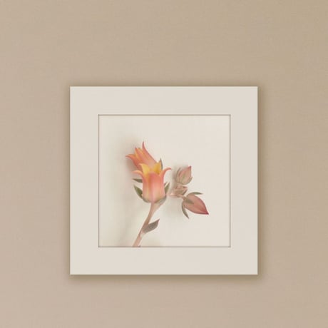 012-flower - 災害用トイレ5回分入 -