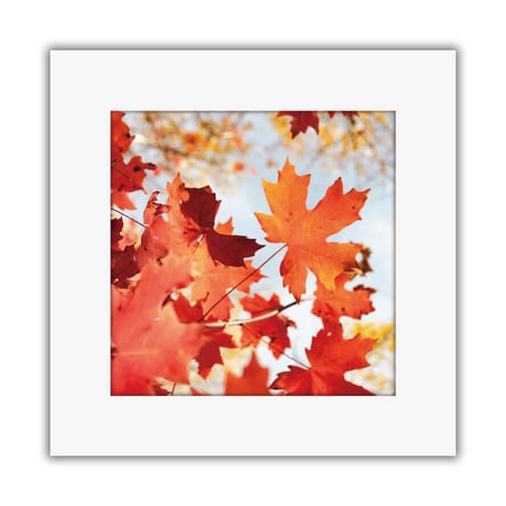022-AutumnLeaves- 災害用トイレ5回分入 -