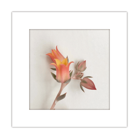 012-flower - 災害用トイレ5回分入 -