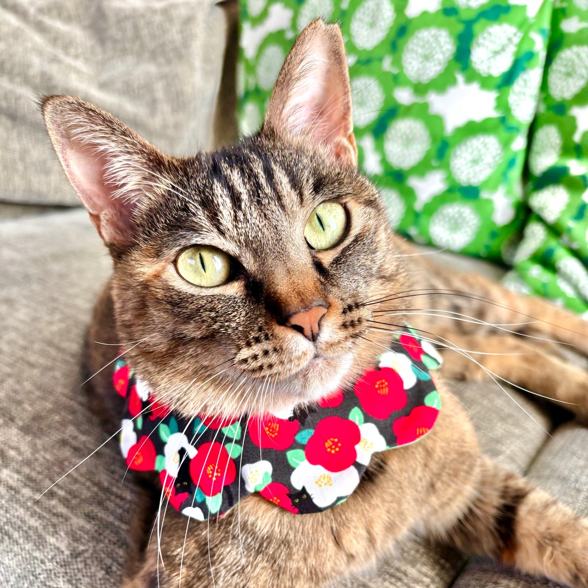 ハンドメイド ＊ ねこちゃんスタイ n1 ハンドメイド ＊ ねこちゃんスタイ n1