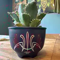 オバティフォリアバンジーA | doopsplants