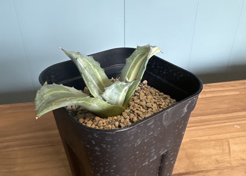 アガベ サルミアナフェロックス 斑入り - 植物/観葉植物
