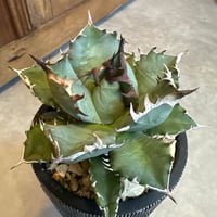 オバティフォリアバンジーA | doopsplants