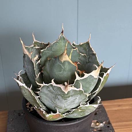 白鯨