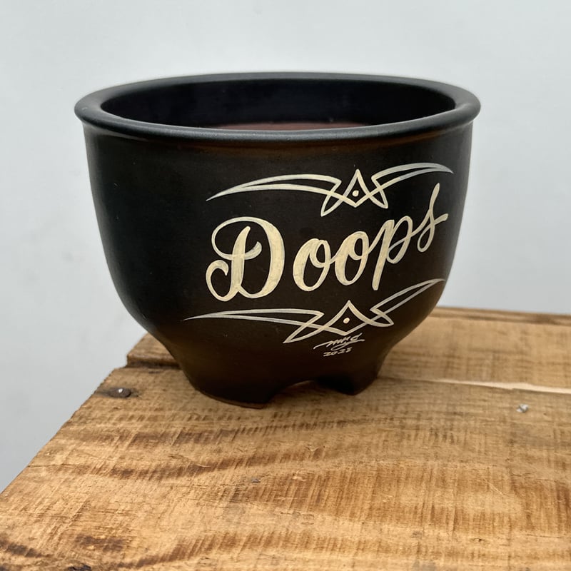 鉢のまま発送　ディコトマ　状態良好 鉢のまま発送 ディコトマ 状態良好