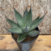 オバティフォリアバンジーA | doopsplants