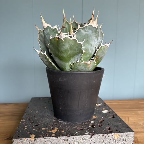 白鯨