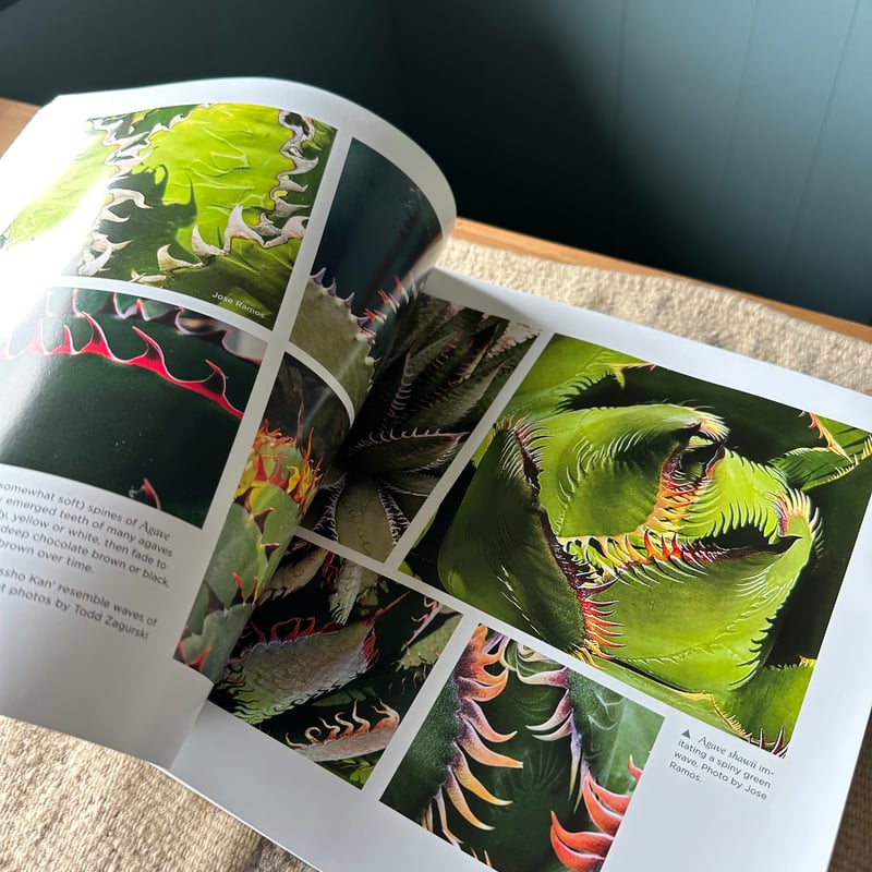 Agaves 写真集 | doopsplants