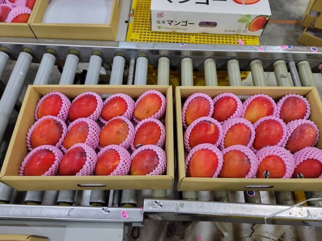 台湾産 アップルマンゴー 5㎏（10～16玉）販売中 | sanka trading