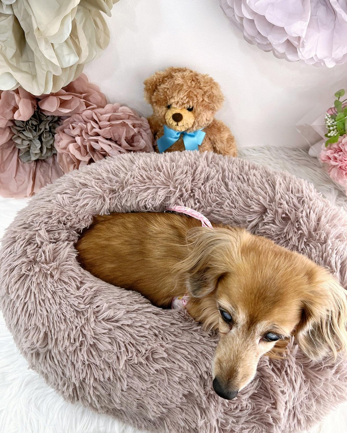 ♯Gkg16IJマカロンベアフレンズフルコンプ全12種 pbe204】ふわふわマカロンベッド S 犬猫 ドッグベッド