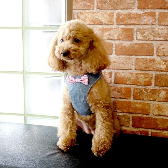 【未開封】リボンハーネス fit=scale-down,w=1200