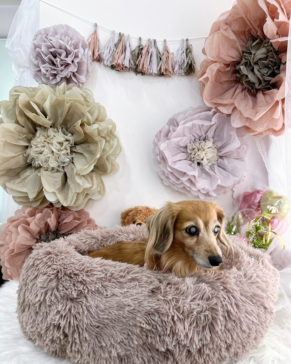 ♯Gkg16IJマカロンベアフレンズフルコンプ全12種 ♯Gkg16JAマカロンベアフレンズ全6種 - メルカリ