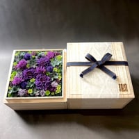 掬桐花  小【紫】
