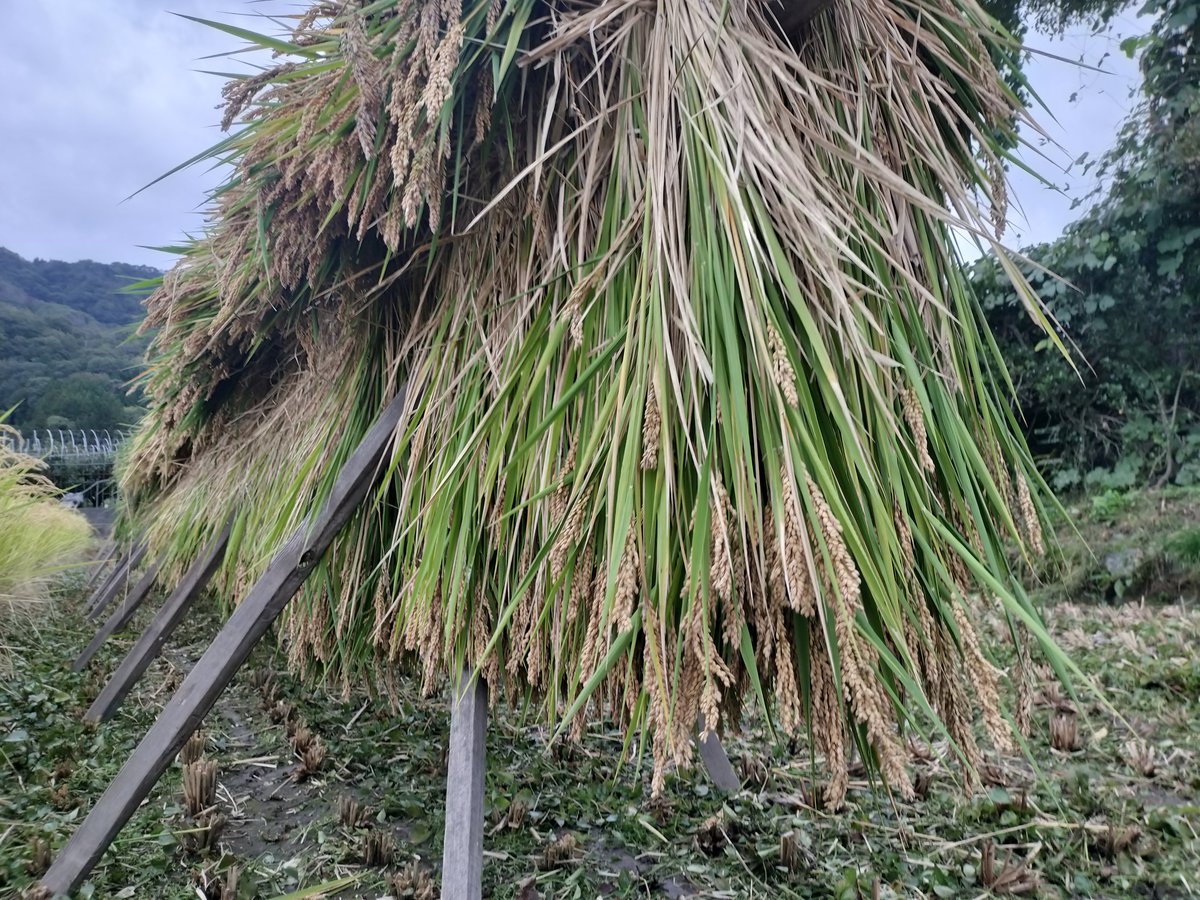 ハッピーヒル（もち米）【天日干し】│令和7年産│農薬不使用│化学