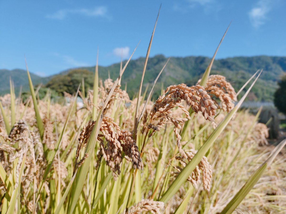 ハッピーヒル（もち米）【天日干し】│令和7年産│農薬不使用│化学