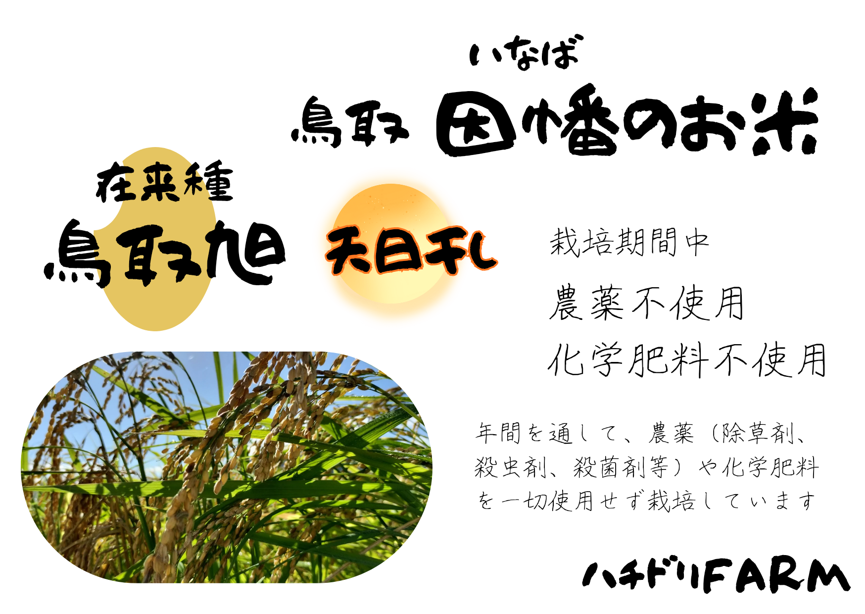 販売開始前 鳥取旭【天日干し】│令和8年産│農薬不使用│化学肥料不