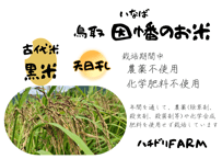 ミナミニシキ【天日干し】│令和7年産│農薬不使用│化学肥料不使用