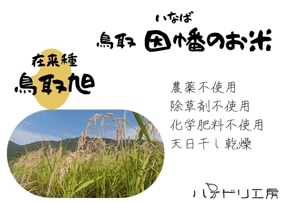 鳥取旭(うるち米)│令和6年産│農薬・除草剤・化学肥料不使用 鳥取旭(うるち米)│令和6年産│農薬・除草剤・化学肥料不使用