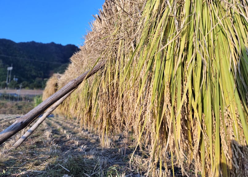 鳥取旭【天日干し】│令和7年産│農薬不使用│化学肥料不使用│玄米