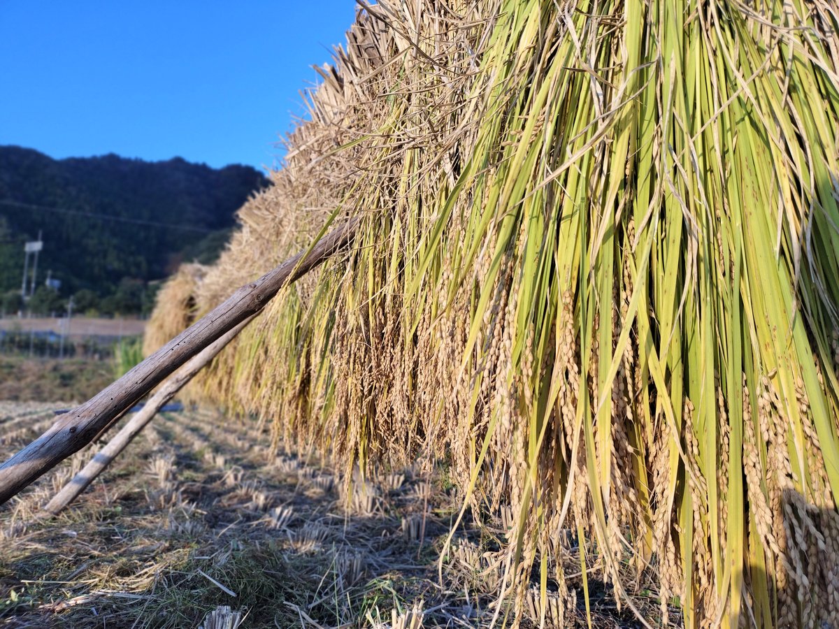販売開始前 鳥取旭【天日干し】│令和8年産│農薬不使用│化学肥料不