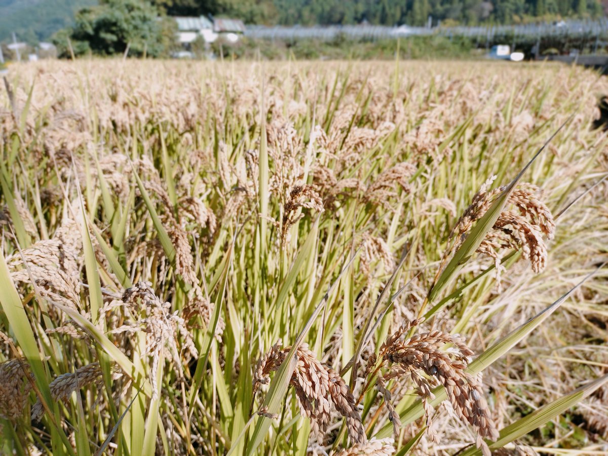 ハッピーヒル（もち米）【天日干し】│令和7年産│農薬不使用│化学