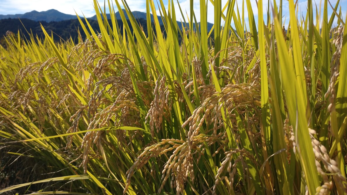 はつうるち米精米 赤米うるち玄米 300g×16袋セット - お米とお餅の販売・きすみの営農