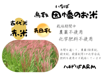 販売開始前 ミナミニシキ【天日干し】│令和8年産│農薬不使用│化学