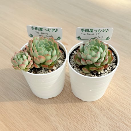 多肉屋つむぎ